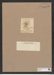 Brightwellia claborata Grev. (de-Toni-Nr.: Genus 197, Species 4815) Zeichnungen Sammlung Grunow Nr. 8462 (NHMW-BOT-W0377945)
